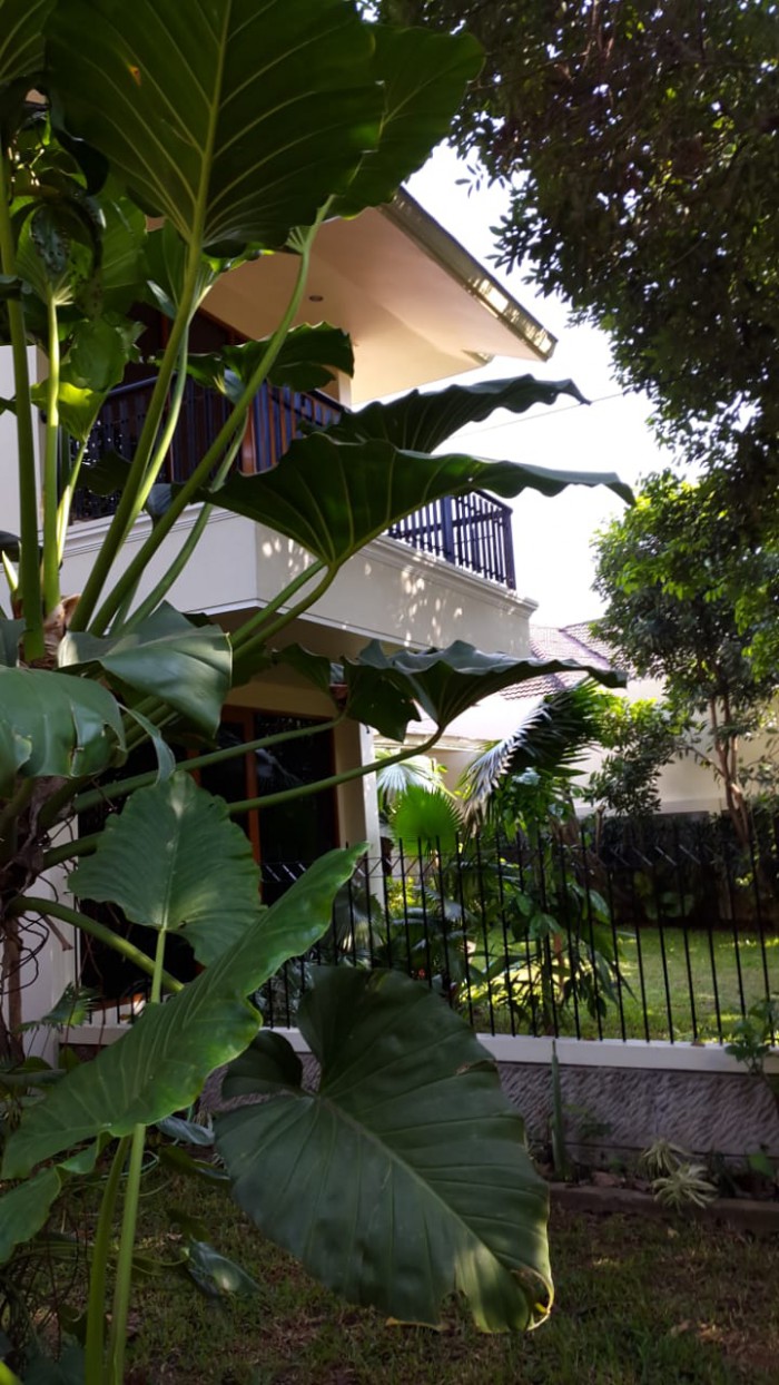 Rumah disewakan di Kemang Jakarta Selatan